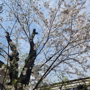 下北沢も桜満開！