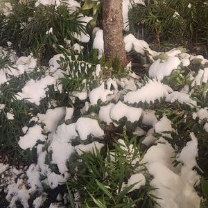 下北沢でも雪が！